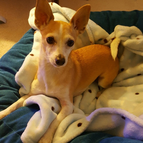 Poshmark Ambassador: Caro and #1 employee: Kitsu - Picture 4 of 9